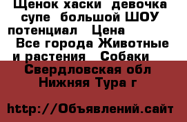 Щенок хаски, девочка супе, большой ШОУ потенциал › Цена ­ 50 000 - Все города Животные и растения » Собаки   . Свердловская обл.,Нижняя Тура г.